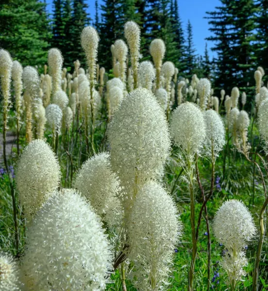 30 Bear Grass Seeds For Planting Xerophyllum Tenax Exotic Flowering Grass Seeds  - £15.95 GBP