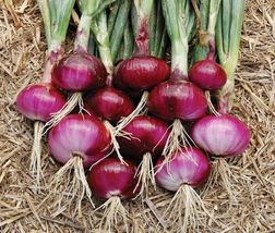 FREE SHIPPING 100 Heirloom Red Burgundy onion seeds Delicious Unique Specialty - £9.26 GBP