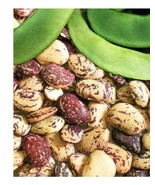 KBT Jackson Wonder Lima Bush Bean 25 Seeds Seeds Bulk Seeds - $15.77 CAD