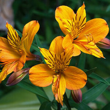 10 Seeds Alstroemeria Polpaicana Fresh Seeds - $27.02