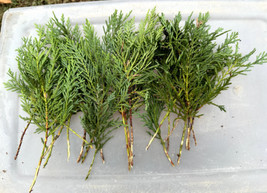 SEPTH 10 Leyland Cypress Tree Cuttings Fresh Privacy Screen Fast Growing... - $6.73
