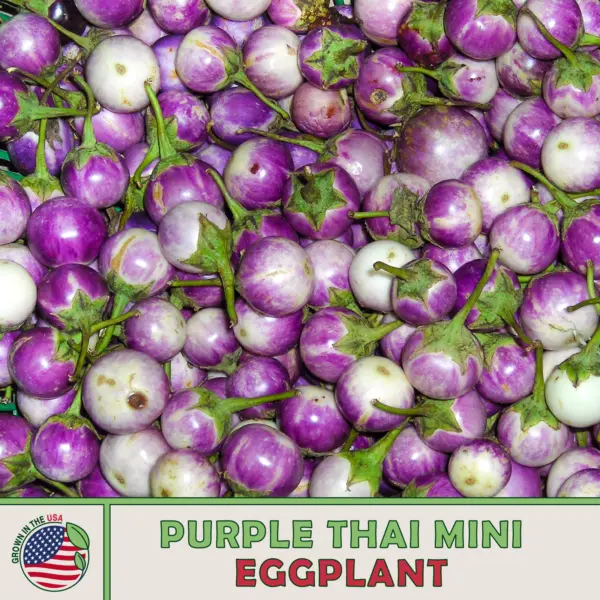 20 Green Thai Mini Eggplant Seeds Solanum Macrocarpon Non Gmo Fresh Gard... - £8.53 GBP