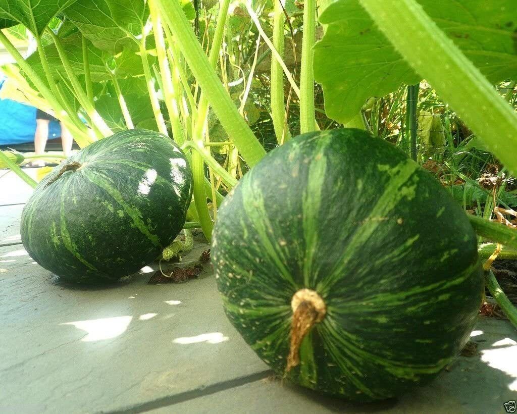 Japanese Kabocha Pumpkin Seeds Chestnut Buttercup Squash Sweet Nutty Heirloom - $3.05 - $3.50