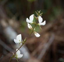 White Wild Indigo 75 Seeds for Planting - Baptisia leucantha, Blue-Green... - $17.00