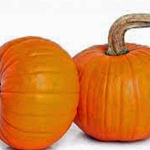 Pumpkin Small Sugar Pumpkin Seeds Fresh Seeds USA - $6.98