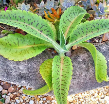 Item image 1 image 1