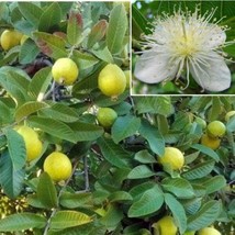 30 Seeds Yellow Guava Plant Heirloom Seeds Enjoy Quick Growth - £6.57 GBP