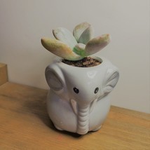 Elephant Pot with Succulent, Live Plant in Grey Ceramic Planter 2"