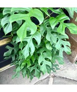 SML 15 Sweet Passionfruit Yellow Granadilla Seeds Passiflora Fruit Bulk ... - €10,86 EUR