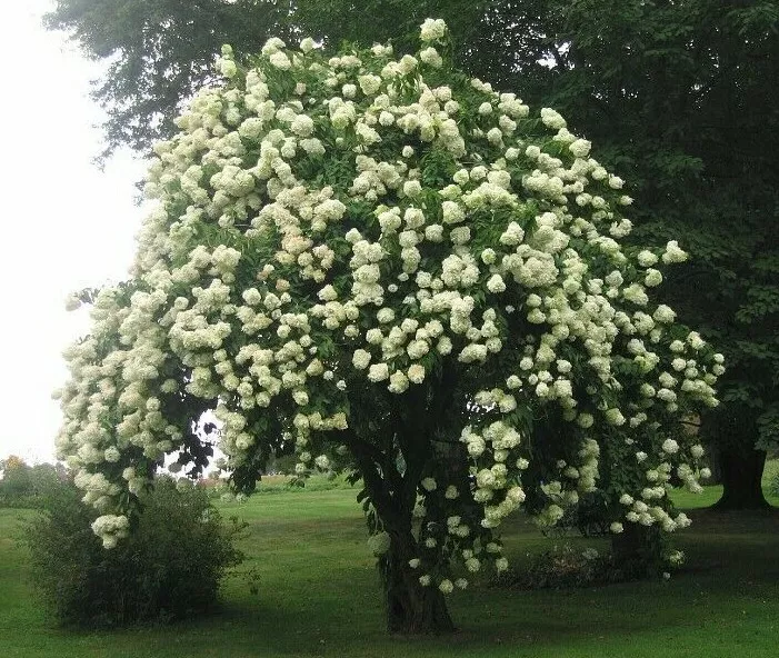 2 Blackhaw Viburnum Shrubs/Trees Liveted Plants 6-12&quot; Tall 4&quot;s - £57.33 GBP