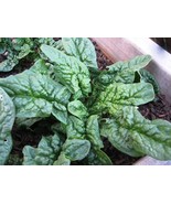 FMG Spinach Seeds Bloomsdale Long Standing Fast Growing - $279.90 MXN