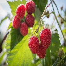 2 Caroline Red - Raspberry Plant - Everbearing - Organic Grown - Ready f... - $27.95