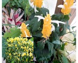 Pachystachys Lutea GOLDEN SHRIMP PLANT Justicia brandegeana, STARTER PLANT - £35.83 GBP