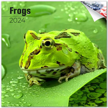 FROGS Wall Calendar 2024 Animal PET Lover Gift Amphibians - £19.77 GBP