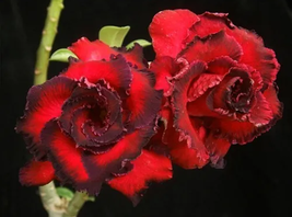 8 seeds / pack, Rosy Adenium Obesum Hassadee Red Desert Rose Flowers Seeds  - £19.74 GBP
