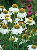 50 Pow Wow White Coneflower Seeds Echinacea Flowers Flower 1372 USA Fast Shippin - £13.05 GBP