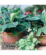 Best Truly Tiny Banana / Musa / Live Plant - $33.99