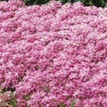 Alyssum Pink 50 Seed  - £6.30 GBP