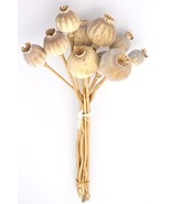 Dried Flower Imported Papaver Grass Natural 35cm - $9.00