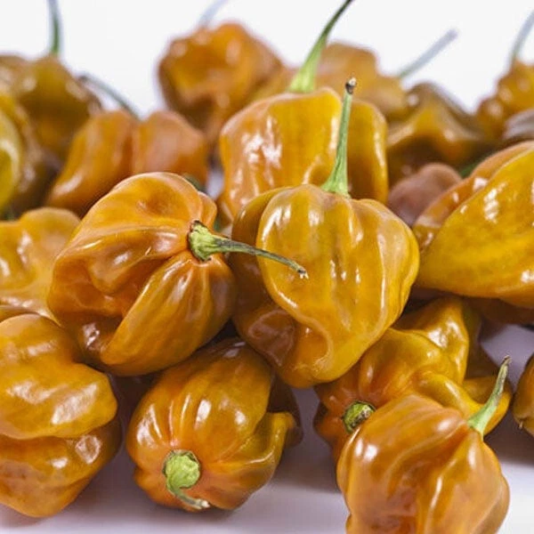 25 SEEDS Habanero Mustard Pepper Pepper Garden Vegetables Planting Edibl... - $5.24