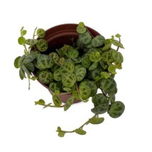 Clone C Peperomia Prostrata Big Leaf 2.5 inch  Pot Collector Series USA Fast Shi - £26.30 GBP