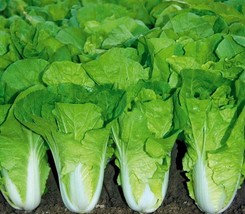 500 Chinese Cabbage Seeds Pak Choi Kuai Cai Fast Grow Cabbage  From US  - £6.60 GBP