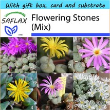 SAFLAX Gift Set - Flowering Stones / Conophytum Mix - Conophytum - 40 se... - $8.35