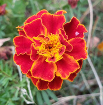 Sparky Mix Dwarf Marigold 200 Seeds Drought Tolerant And Easy To Grow Fresh Gard - £5.87 GBP