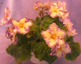 50Pcs Mini Violet African Violet Potted Plants Violet Flowers Perennial ... - $10.67