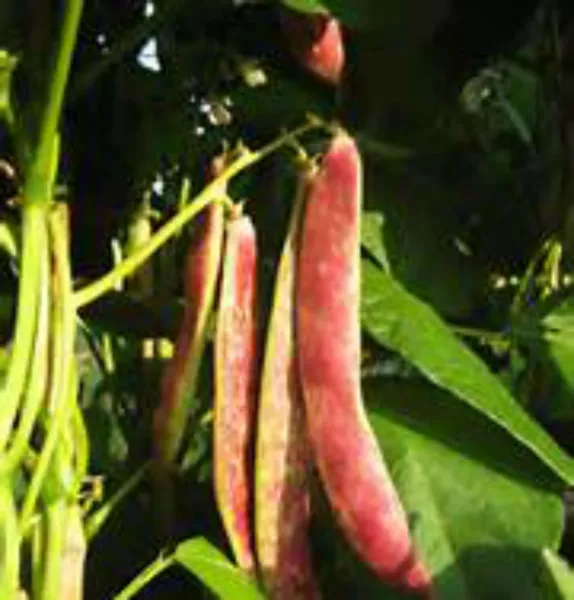 USA Seller FreshRed Kidney Bean Seeds Great Tasting And 30 Seeds - £10.18 GBP