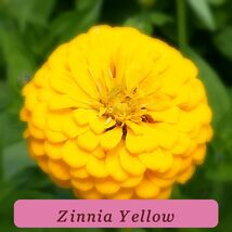7560 zinnia yellow pop thumb200