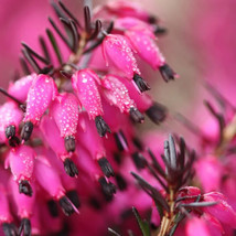 JGBOS Sell 25 Bright Pink Bleeding Heart Seeds Dicentra Spectabilis Shade Flower - $9.00