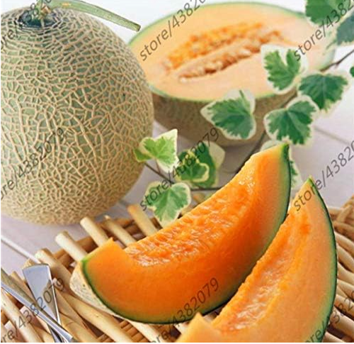Cantaloupe Fruit Seeds Giant Cantaloupe Melons Sweet Honeydew Melons - $9.99