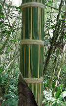 Dendrocalamus latiflorus Tawian Giant Bamboo, 30 seeds  - £11.37 GBP