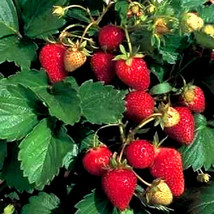 SGHOST 100 Alpine Strawberry Fragaria Vesca Red Fruit White Flower Seeds * USA S - £7.92 GBP