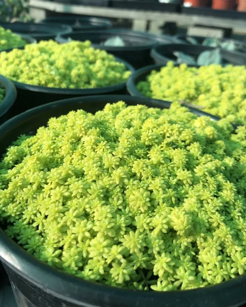 200+ Gold moss ground cover - $23.35
