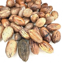 5 Pecan Tree Seeds Northern Hardy   Tree Hicoria Pecan Carya Illinoinens... - $13.38