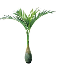 New Fresh 20 Pcs Exotic Bottle Palm Seeds Bonsai Tropical Ornamental Tre... - $82.00 MXN