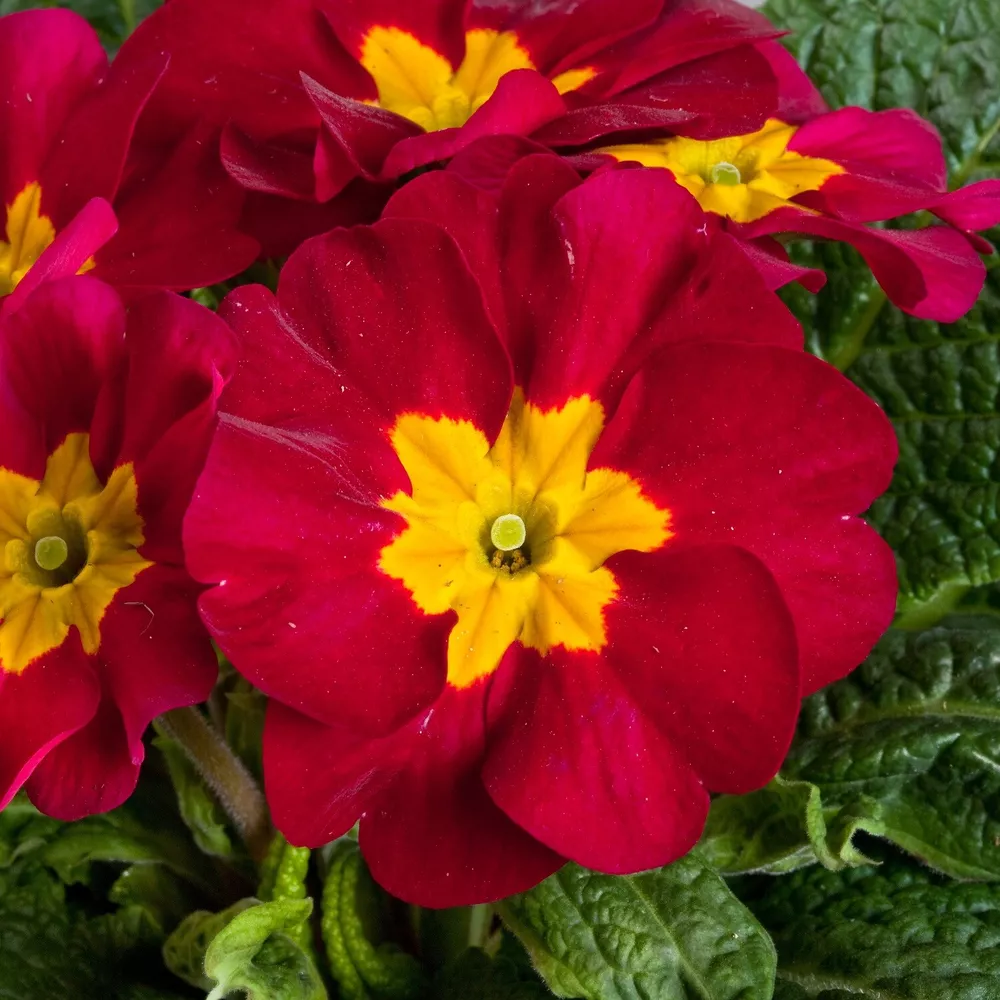 Primula Seeds 50 Primrose Seeds Primula Danova Wine Red Bicolor FLOWER S... - $17.70