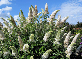 50 White Butterfly Bush Buddleia Davidii Hummingbird Flower Seeds - $19.45