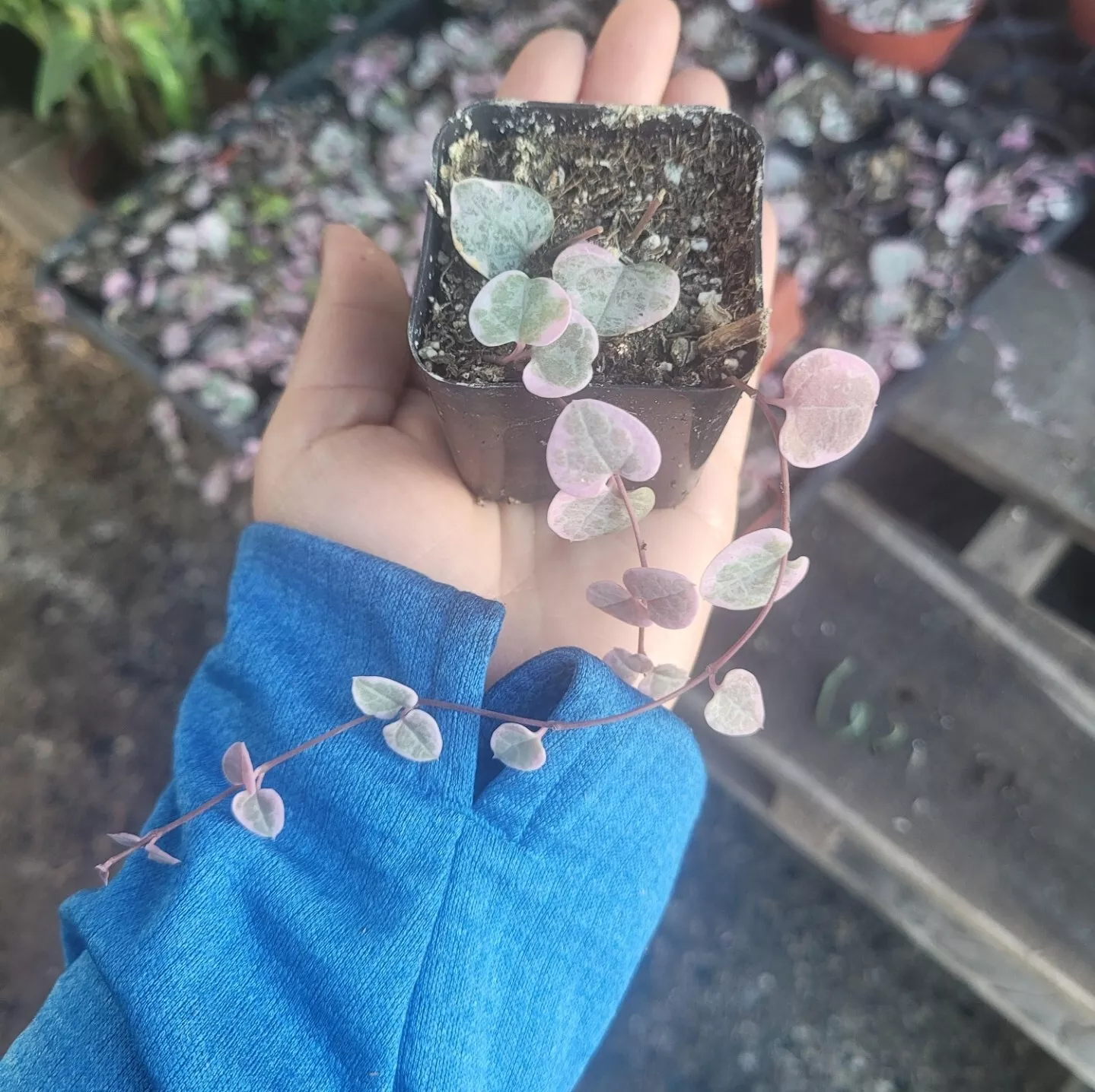 Variegated String of Hearts 2 inches pot - Ceropegia woodii succulent pl... - $21.99
