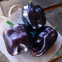 100 Purple Beauty Pepper Bell Pepper Seeds Nongmo Heirloom - $10.99