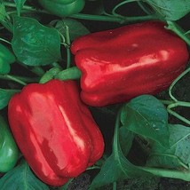 Chinese Giant Pepper Seeds US Fast Shipping - $1.98