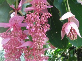 Medinilla Magnifica Showy Philippine Orchid 10 Seeds Seeds Fresh Fast Shipping - £28.65 GBP