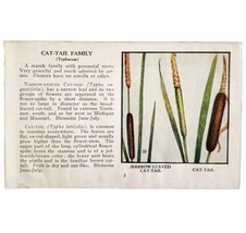 Cat Tail Varieties Wild Flower 1932 Color Plate Print Irving Lawson PGBG21C - £18.77 GBP