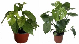 Live Plant Philodendron Ginny Rhaphidophora Tetrasperma Mini Monstera 6&quot; Pot - £121.87 GBP