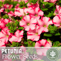 1000+ Magenta Allure Petunia Seeds US SELLER Perennial Flowers Seed Annual Bulk - £7.31 GBP