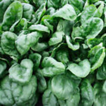 60 Olympia Spinach Seeds, NON-GMO - £6.33 GBP