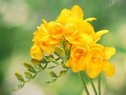 200 Seeds Gorgeous Freesia Yellowish White Flowers Hardy Plants Item image 2