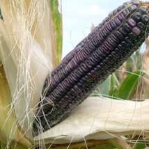 US Seller Blue Clarage Dent Corn Seeds Animal Feed Flour Corn Seeds Organically  - $15.30